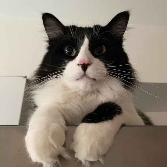 catlady323739